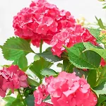 Bazaltorgona 아파트 *