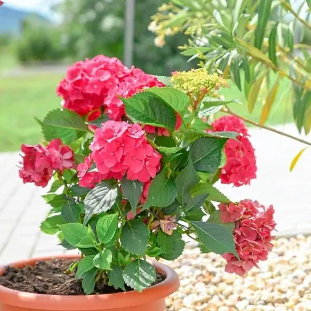 Bazaltorgona Apartament *