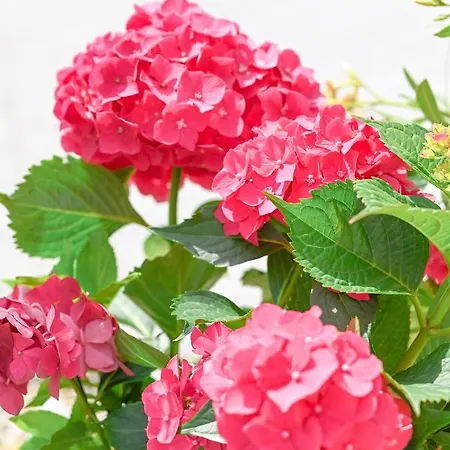 Bazaltorgona Διαμέρισμα *