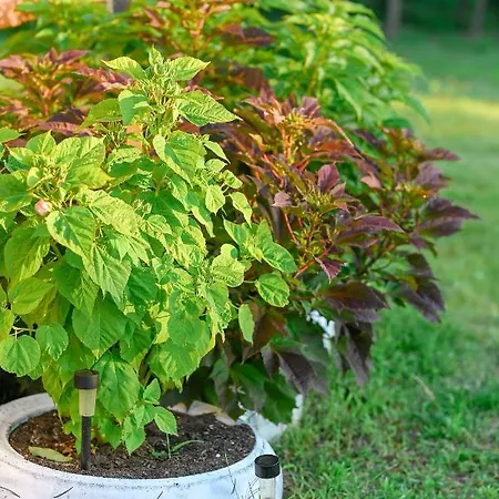 Διαμέρισμα Bazaltorgona Kisapati