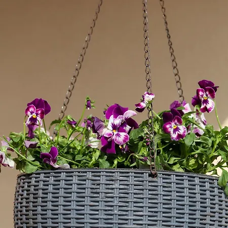 Bazaltorgona * Kisapati