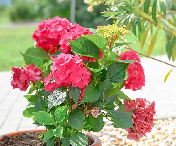 Bazaltorgona דירה *