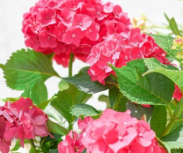 Bazaltorgona דירה *