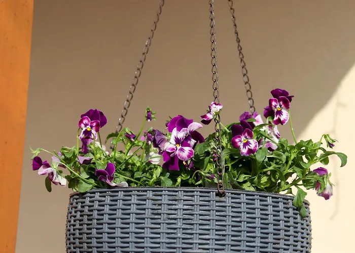 Bazaltorgona * Kisapati